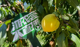 黄桃视频,探寻甜蜜背后的故事